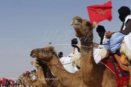 Image du Maroc Professionnelle de  Des hommes du désert s’apprêtent à une course de chameaux organisé dans un site désertique sur lequel la ville de Tan Tan a toujours accueilli la majorité des tribus et des grandes familles nomades du désert lors d'un grand Moussem, Samedi 7 Septembre 2013. Le festival parrainé par l'UNESCO rassemble des milliers de nomades du Maroc. (Photo / Abdeljalil Bounhar) 